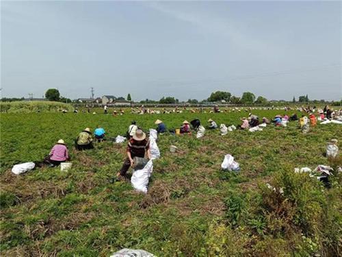 东坡区3万亩川芎喜获丰收