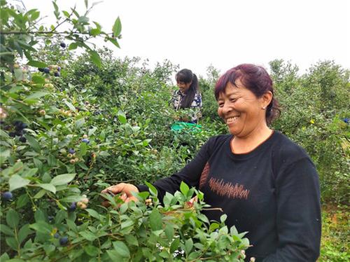 青神县：蓝莓采摘正当时 农旅融合促发展
