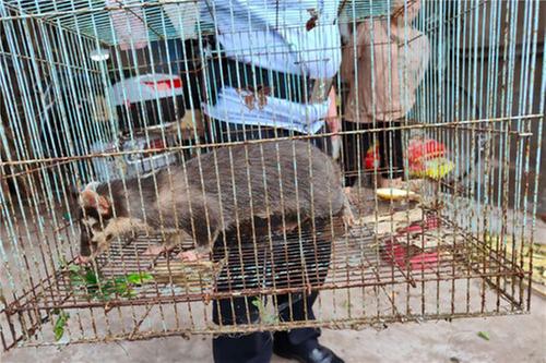 贪吃鼬獾误入农户 华蓥公安及时救助