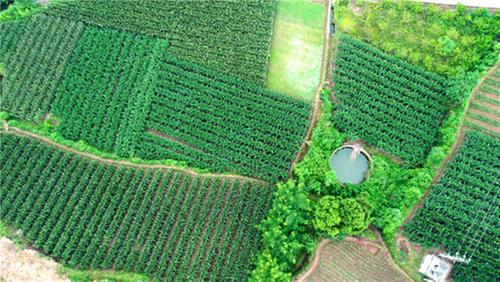 仁寿：全面推进复耕复种 撂荒地“满绿复活”