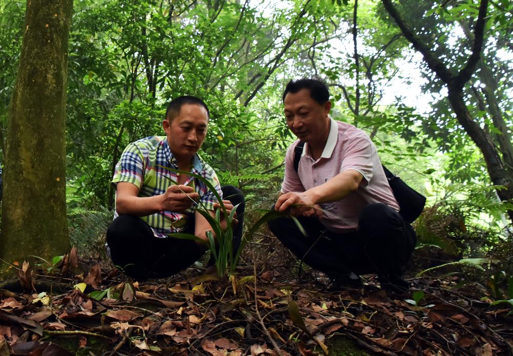 周忠伟：让丹棱兰花响彻全国