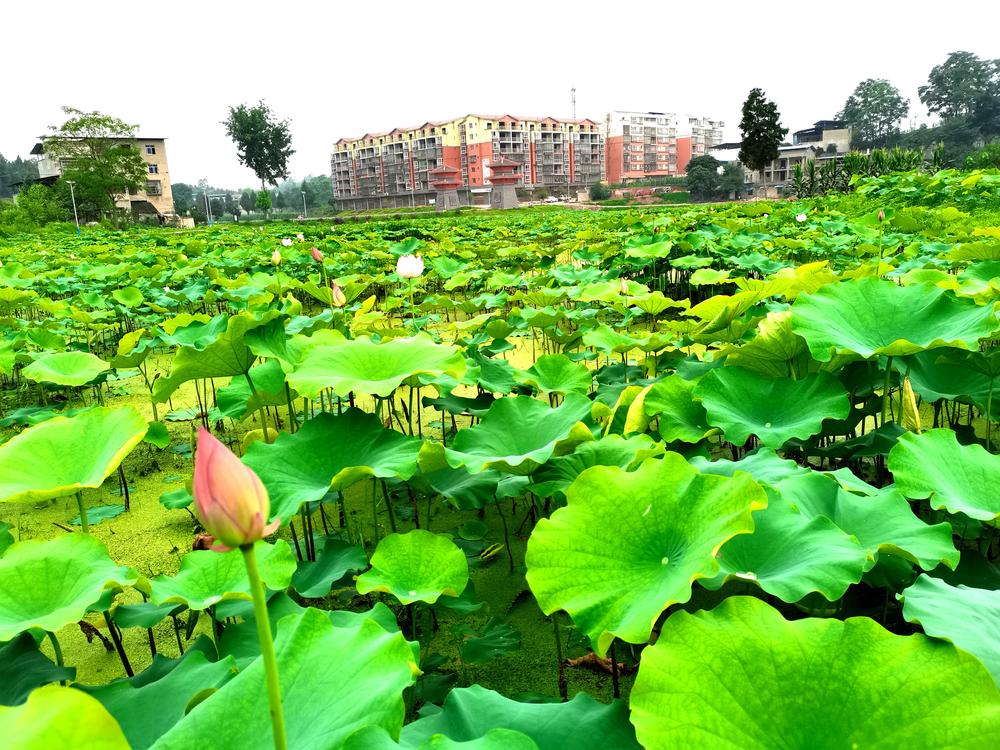 广兴镇：发挥基层党组织作用 赋能村集体经济发展    