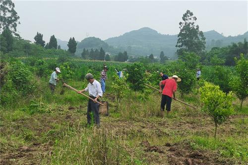 镇裕镇全力抓好大豆种植
