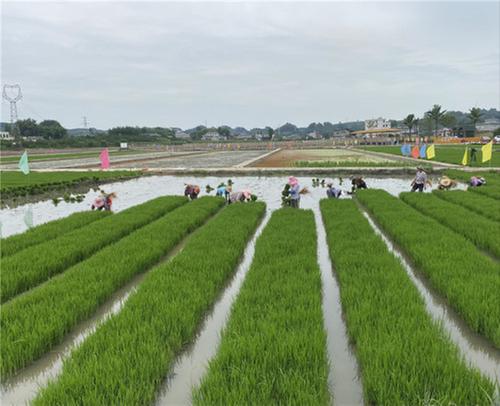 丹棱县：以总书记来川视察为契机不断推动全县粮食稳产