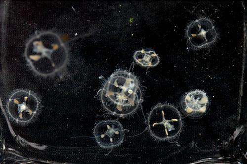 罕见！泸州纳溪惊现桃花水母