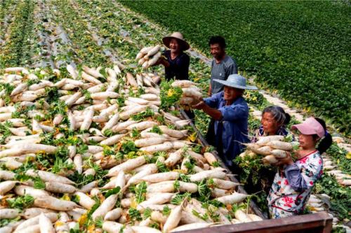 礼安镇：奋力推进乡村振兴