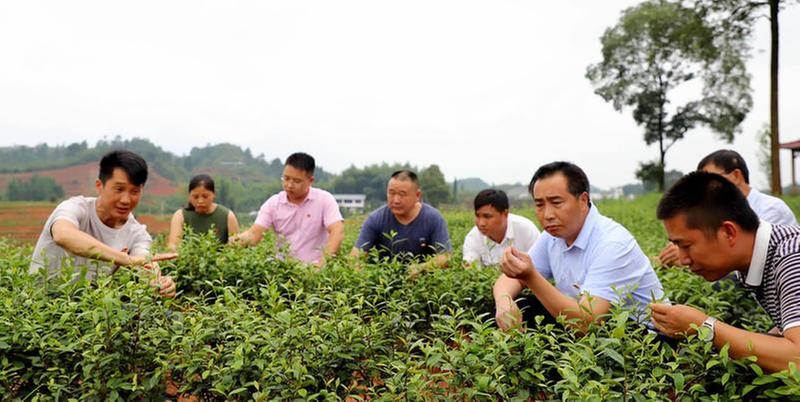 凤凰湖村借力产旅融合振翅高飞