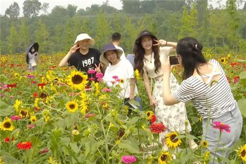 坪滩镇：万朵葵花向阳开 游客纷至打卡来