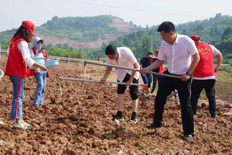 贵平镇：党员干部助农耕 稳粮扩豆保生产