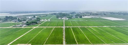 青神县：稳定粮食生产 建好“天府粮仓”