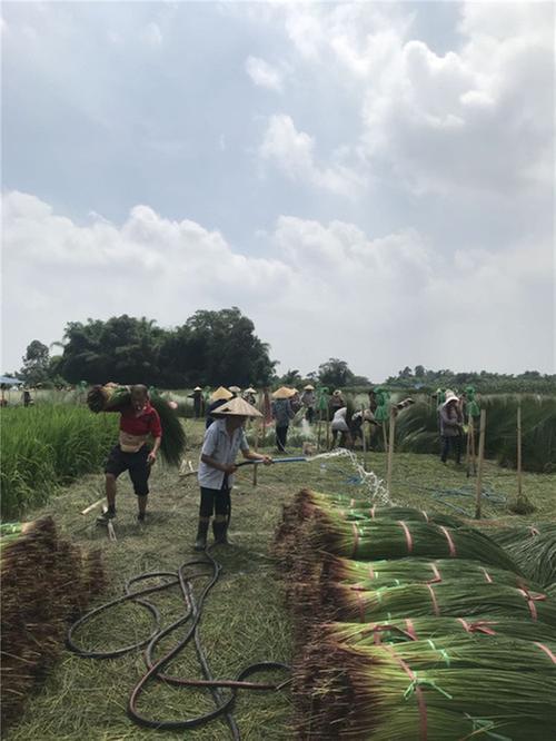 尚义镇：蔺草丰收季  田间收割忙