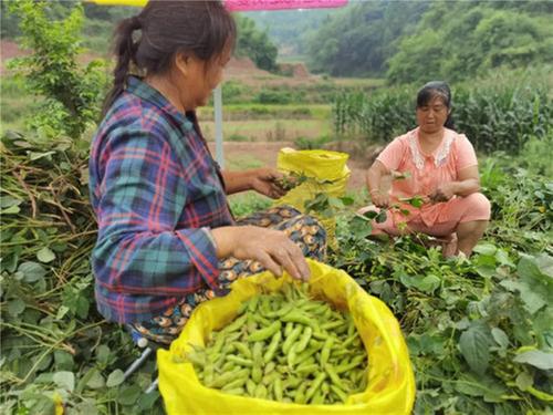 东旗村：毛豆喜获丰收 村民笑开颜