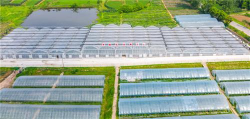 广安区：发展富民产业助力乡村振兴