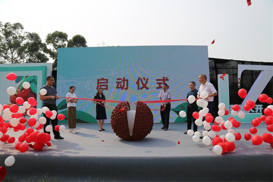 限时一个月 乐山“官荔枝”开采啦