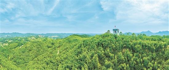 竹廉拔节起 清风润心田