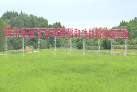 东兴区科协积极组织水稻技术示范培训