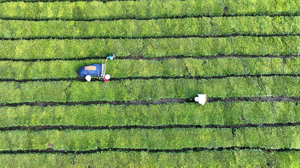 仁寿：退役军人返乡创业 争当乡村振兴“排头兵”