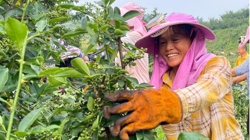 瑞峰镇：烈日与丰收“椒香”辉映