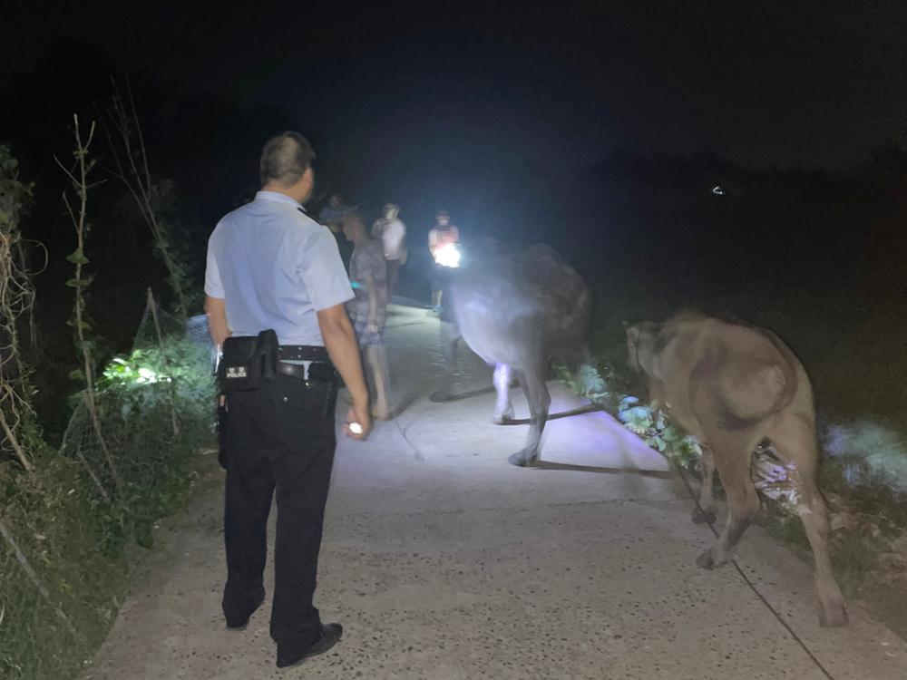 武胜县：两头牛“离家出走” 民警找回解民忧