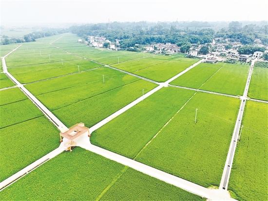 青神县：全力以赴拼经济 超常举措稳增长