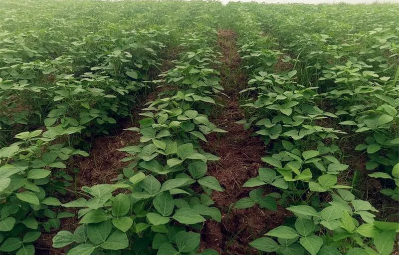 示范面积5000余亩 内江市市中区全力完成大豆扩种任务