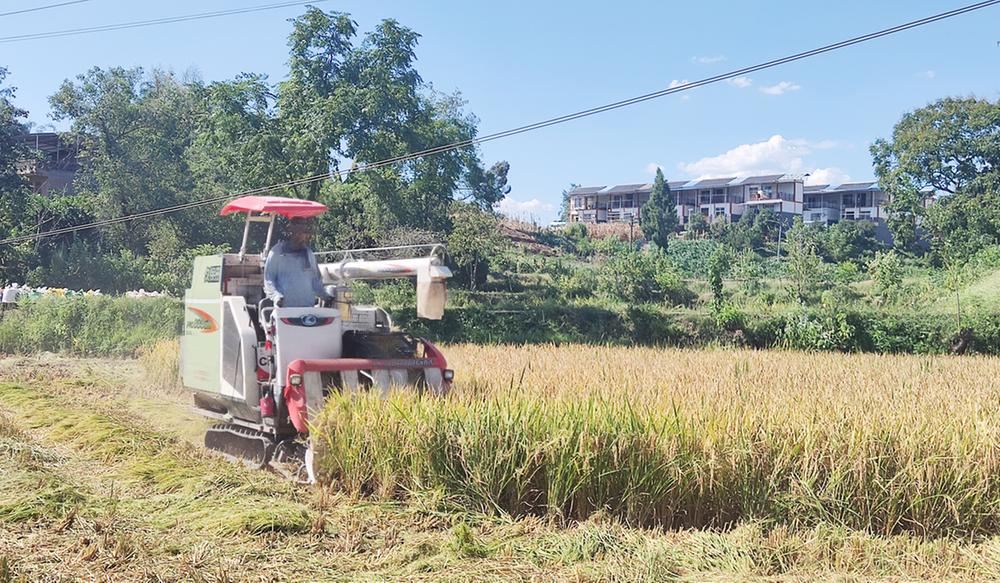 飞龙镇：金秋稻田喜迎丰收