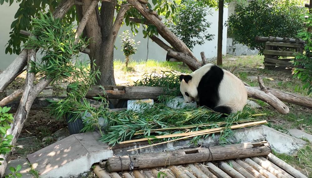 酷暑难耐如何解？青神大熊猫解暑有妙招