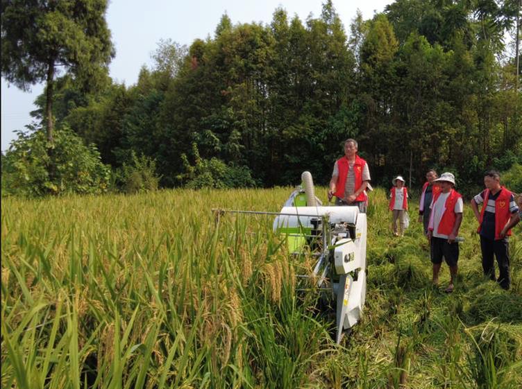 洪雅县：多举措助粮食丰收