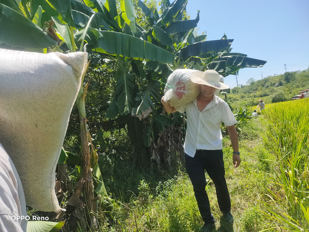 广安经开区新桥街道党员干部深入田间为困难群众抢收稻谷