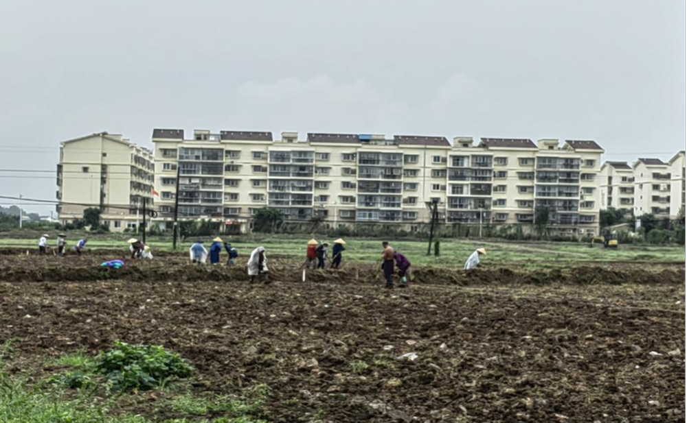 彭山区公义镇公义场社区抢抓季节种秋洋芋