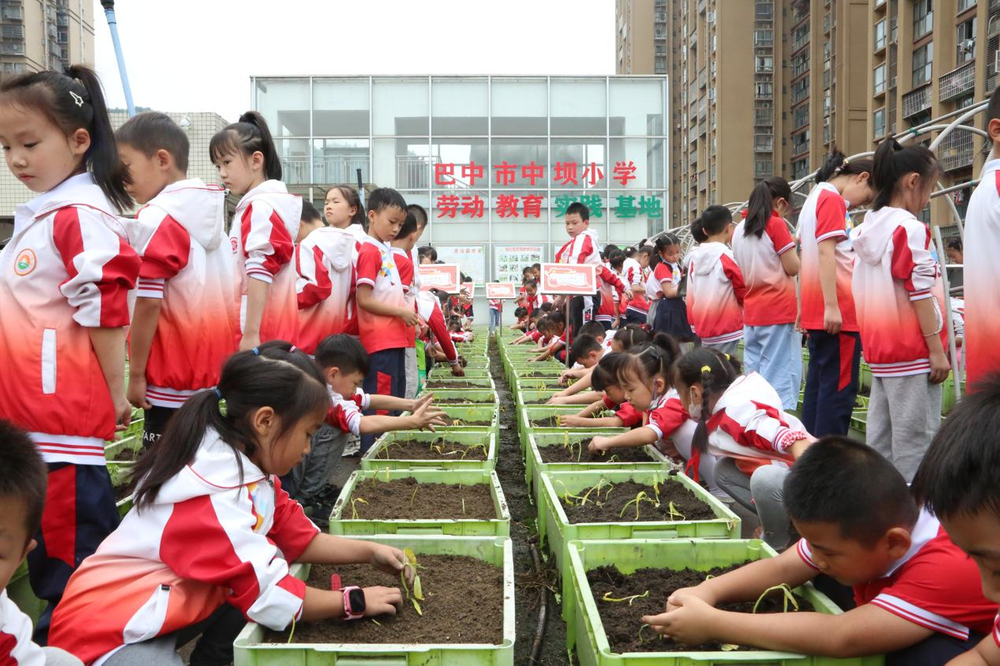 中坝小学开展“种植蔬菜”劳动教育课
