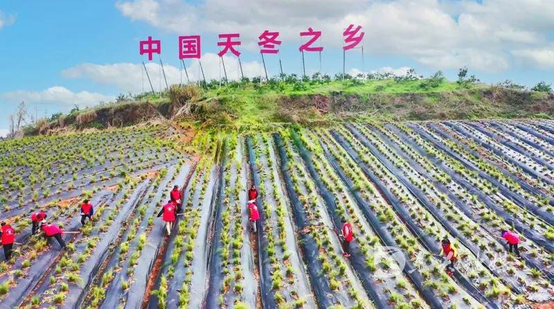 东兴区召开2022年“中国农民丰收节”暨首届天冬文化节活动筹备工作推进会