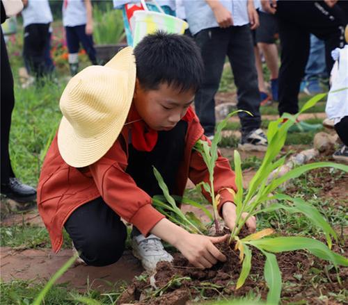 丹棱县：稻田变景区 绘就美丽乡村新图景