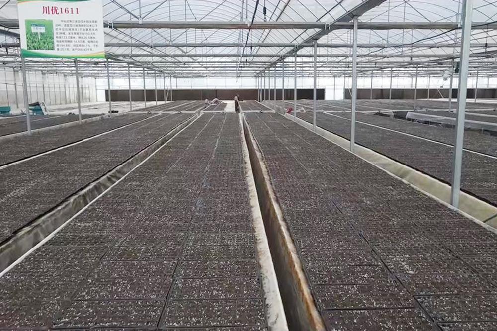苟角镇：工厂化育苗 助力油菜高质量生产