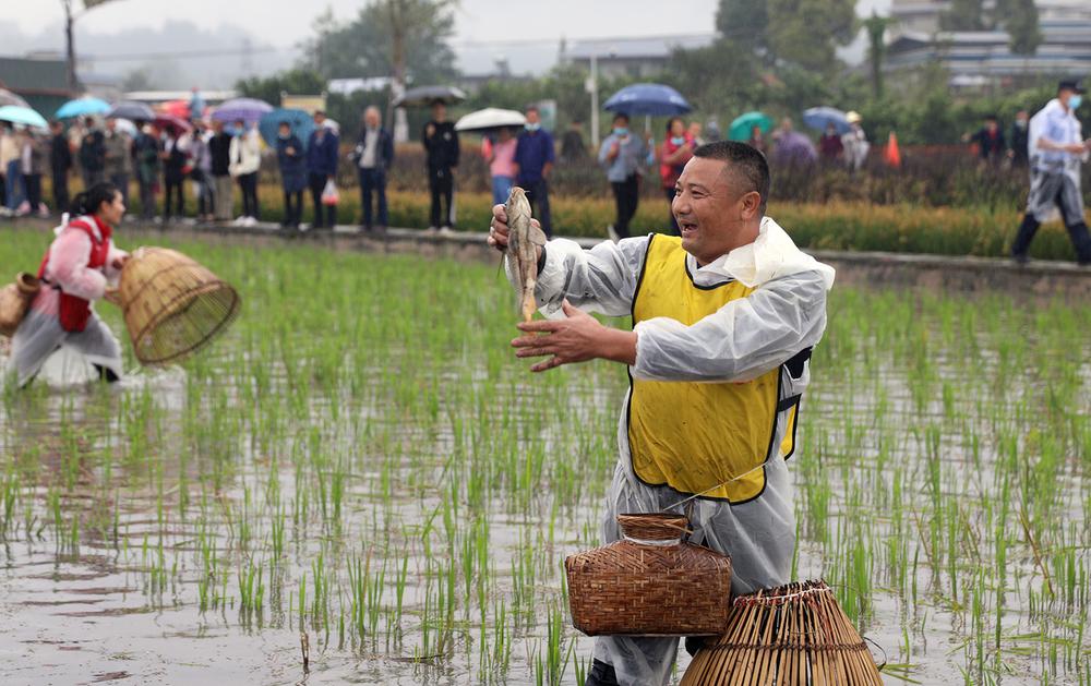 稻花香里庆丰年  丹棱县举行丰收节庆祝活动