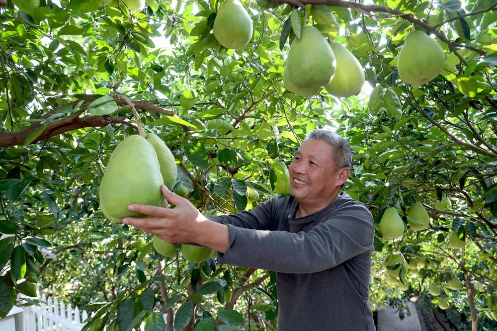 广安：金秋时节  柚果丰收