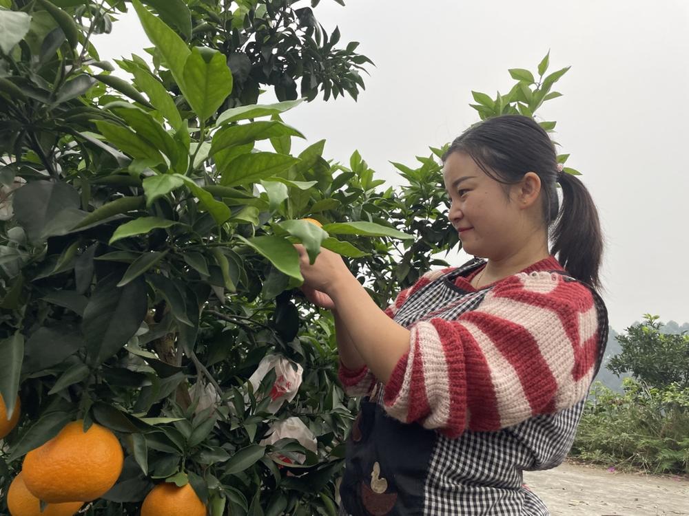 青神县：90后女孩返乡创业种出“柑”甜幸福生活
