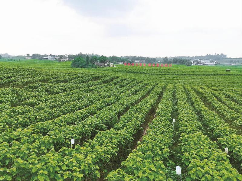 武胜县：特色产业引路，乡村振兴不愁