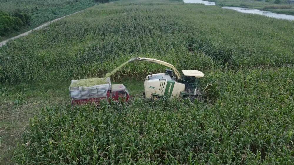 从打工仔到种粮大户  黄涛实现“田园梦”