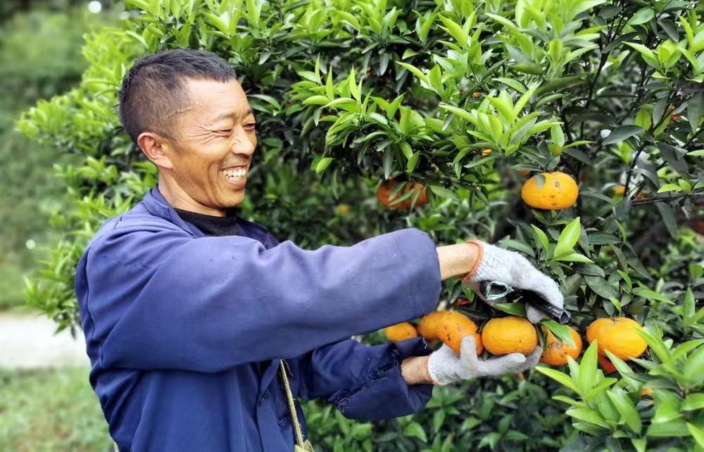 喜迎二十大|“柑”甜青神 “橘”韵芳华