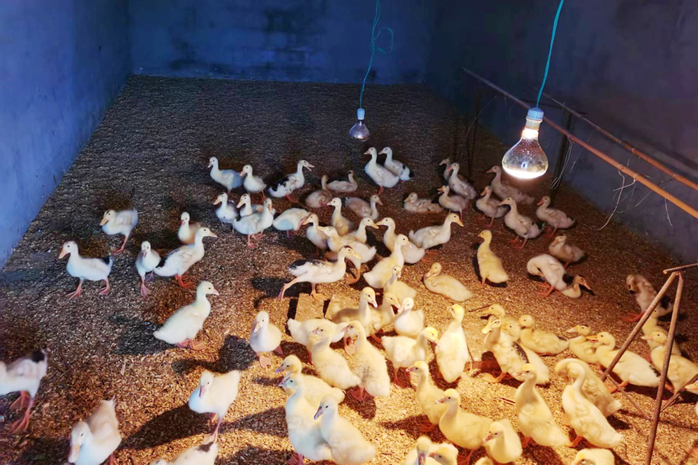 广安经开区新桥街道切实办好民生实事助力乡村振兴