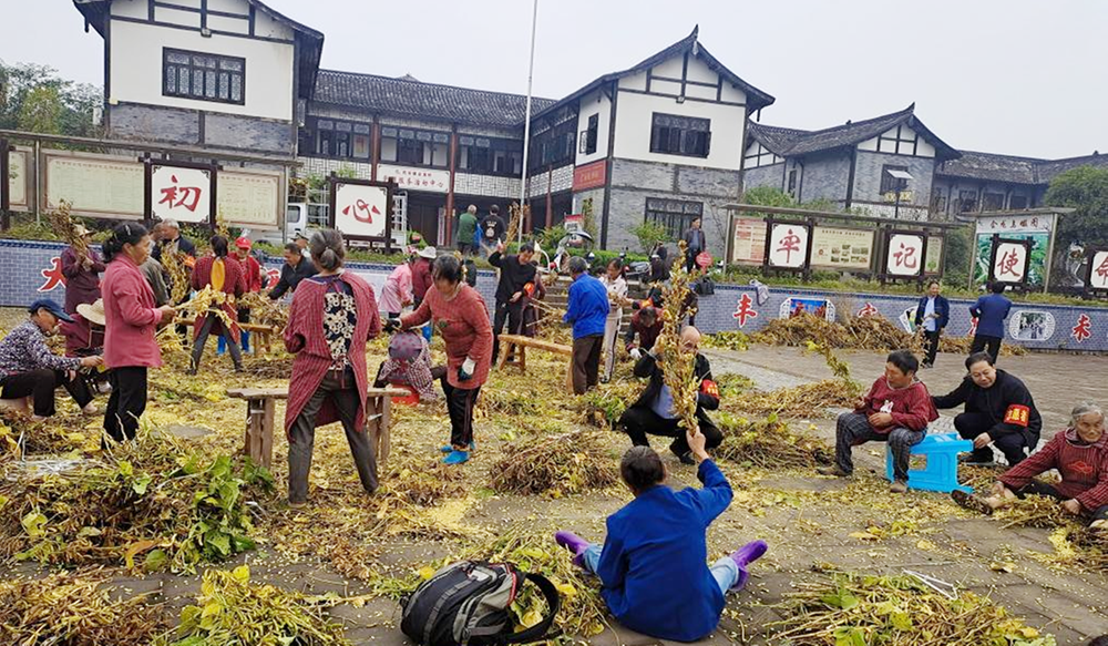 代市镇：党群合力迎丰收  主题党日活动有滋有味有为