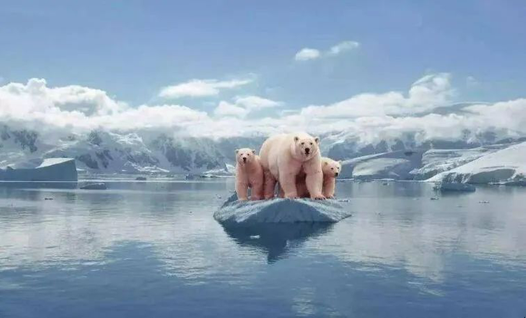 天府公安救下多种野生动物，都是重量级“明星”