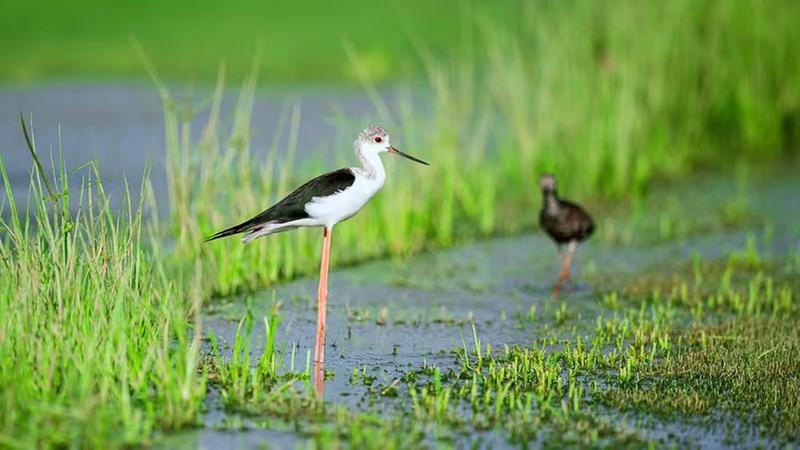 青神县多举措改善生态环境