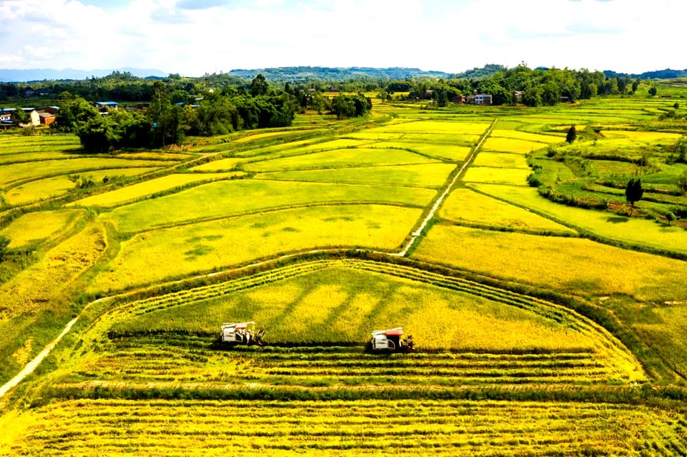 恒升镇：打造现代农业园区 走品质化发展之路