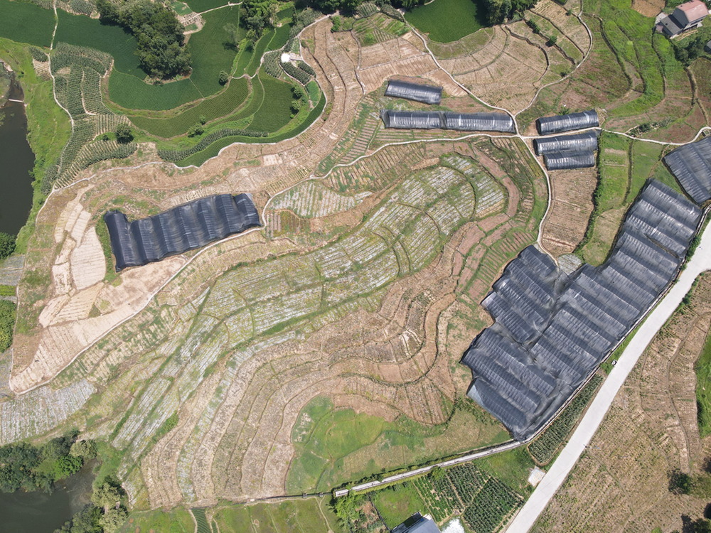 御临镇：发挥党建引领  探索社区发展新模式