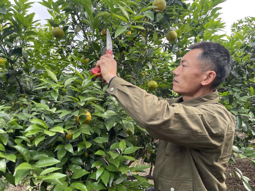 “田秀才”彭鸿旗研学柑橘修剪技术助农业高质量发展