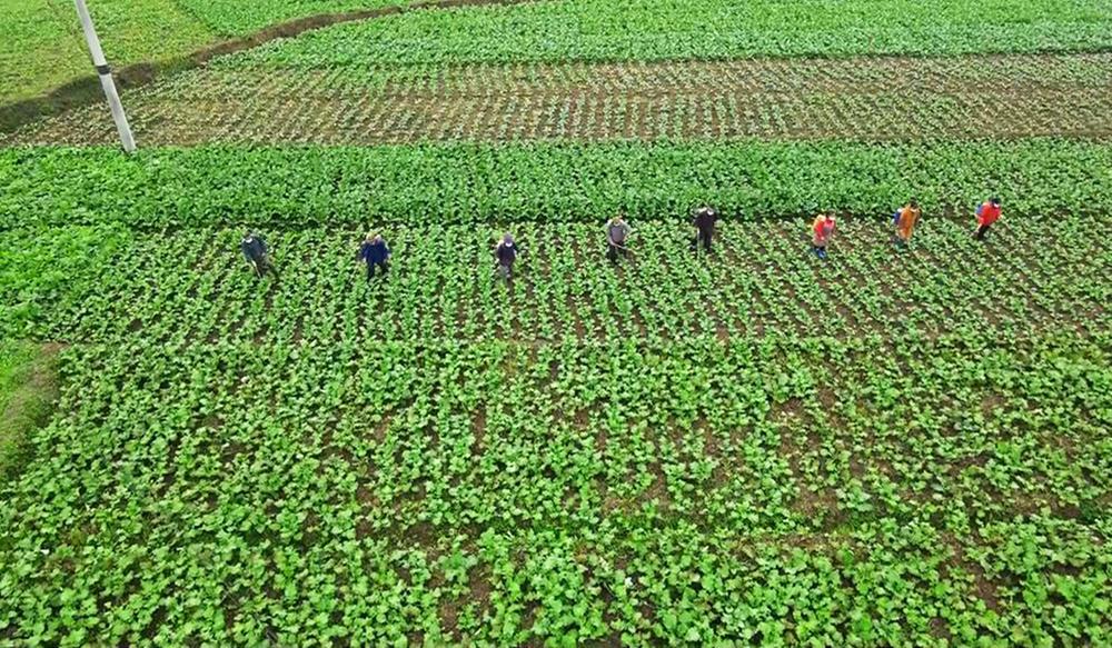 镇裕镇：“三统一”打好油菜生产战