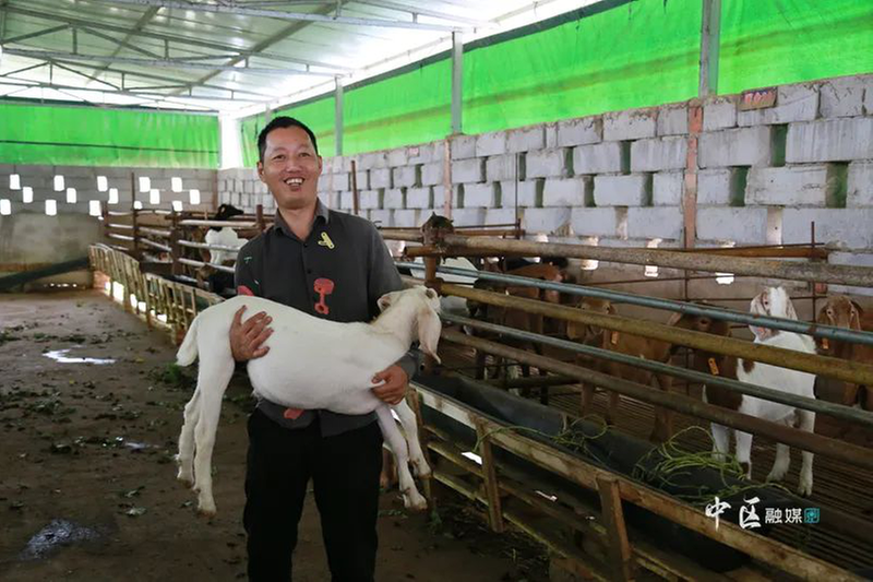 返乡创业当“羊倌”