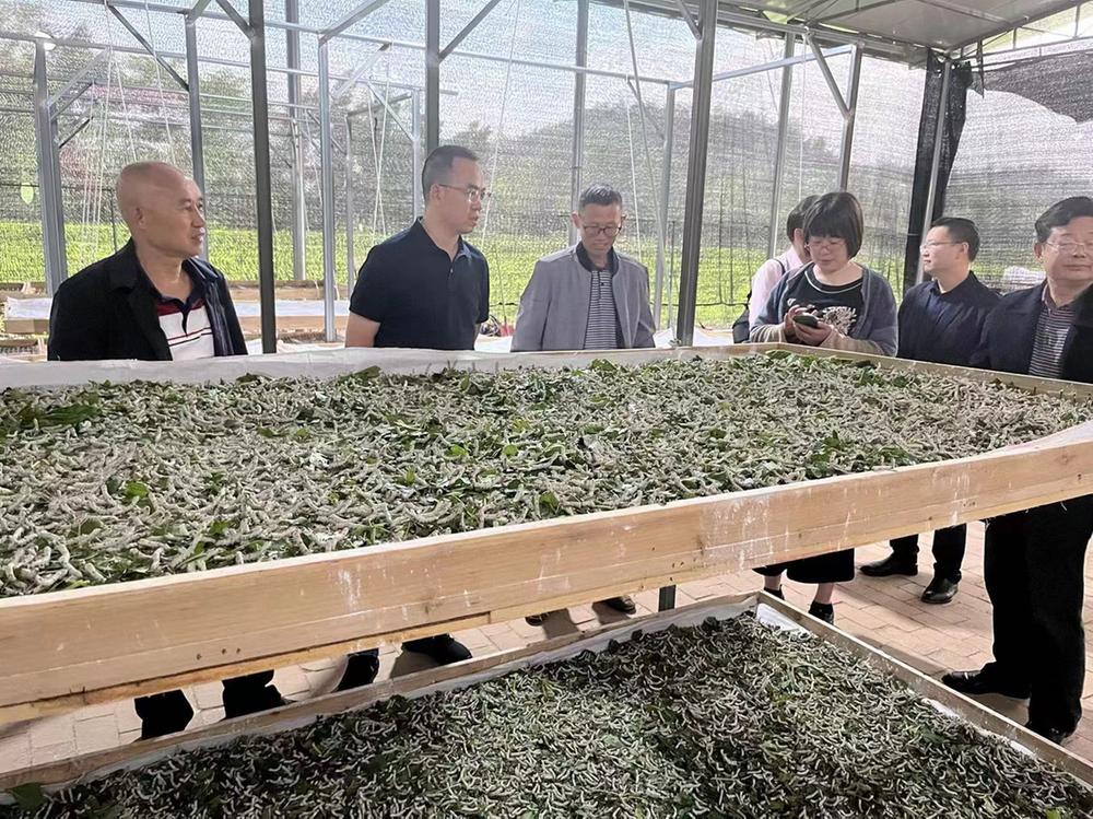 乐至县：凝聚专家人才赋能“中国桑都”建设